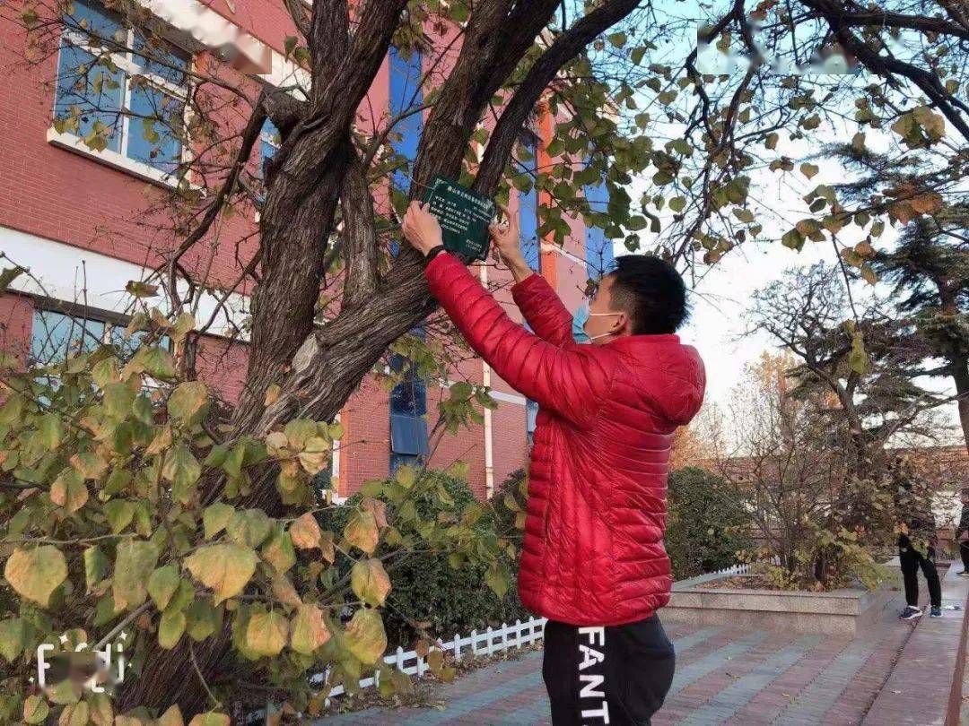 学院研究团队前期对一实小六株丁香古树进行了细致地测量和深入地研究