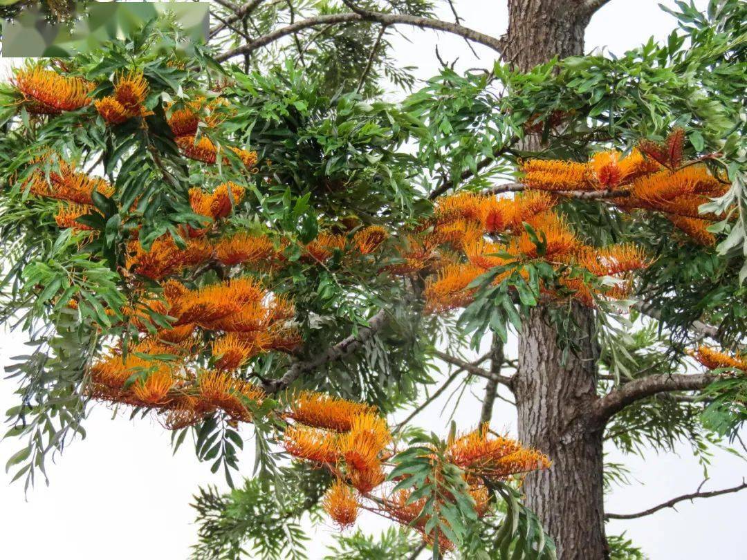 澳洲最标志的这种树有毒!如果靠得太近,可能危及生命!_银桦