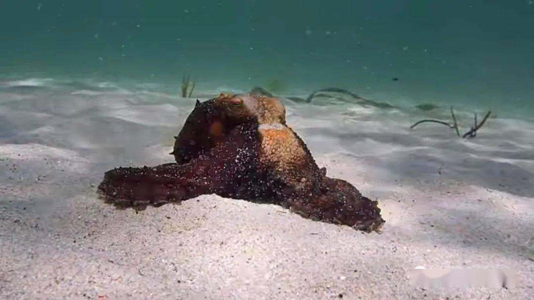 摄像机的镜头突然脱落,砸到了地上, 吓得章鱼立刻飞快地逃跑了