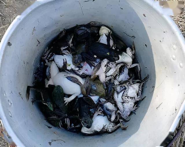 谨防牛蛙歪头腹水黑肝烂皮等症状用对药才能长的快