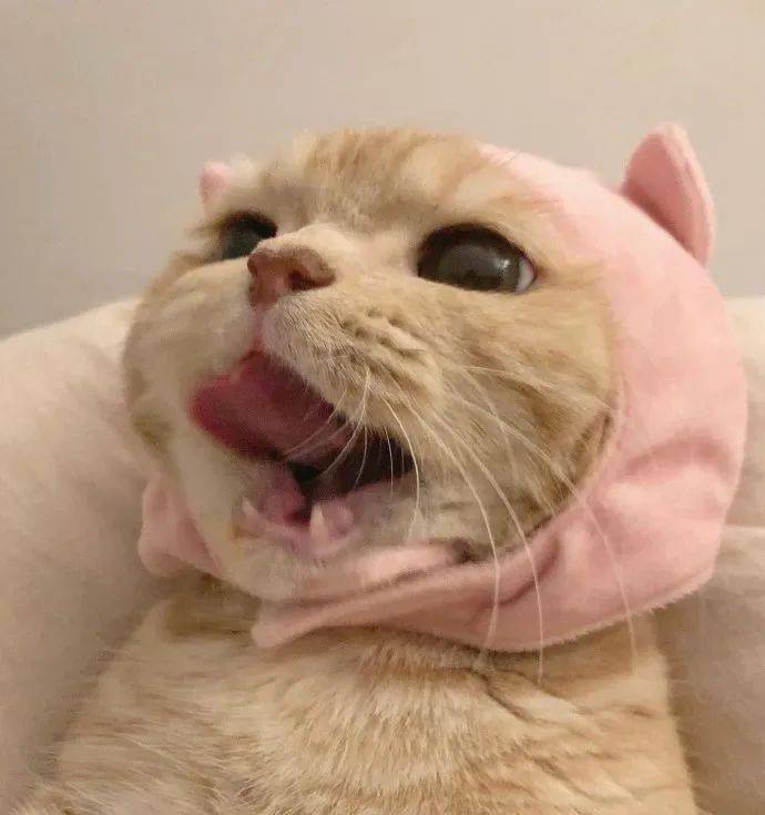 油管beluga猫咪头像图片