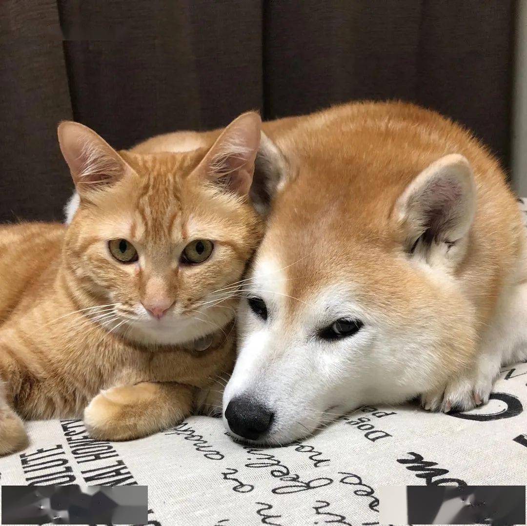 柴柴和橘猫尤为要好,猫猫狗狗之间相处甚欢,没有什么打斗矛盾,柴犬岳