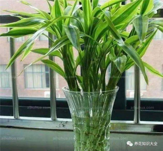 简单几步就能轻松水培百合竹!-搜狐大视野-搜狐新闻
