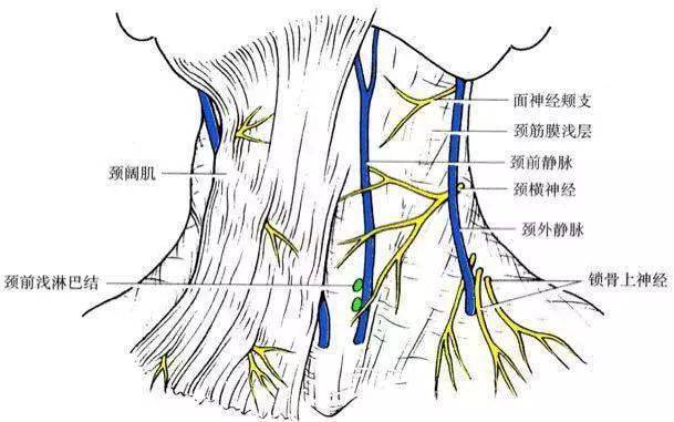 脖子两侧结构图片