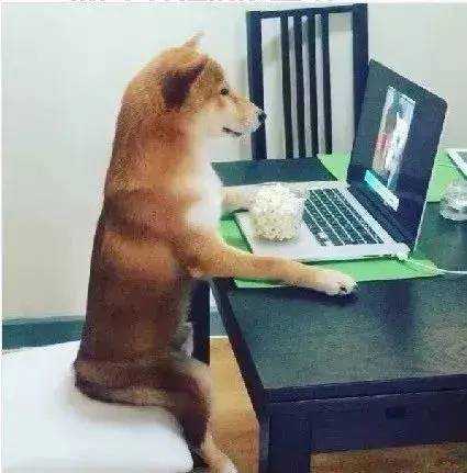 那个曾经沉迷于追剧无法自拔的柴犬现在竟然戒剧了