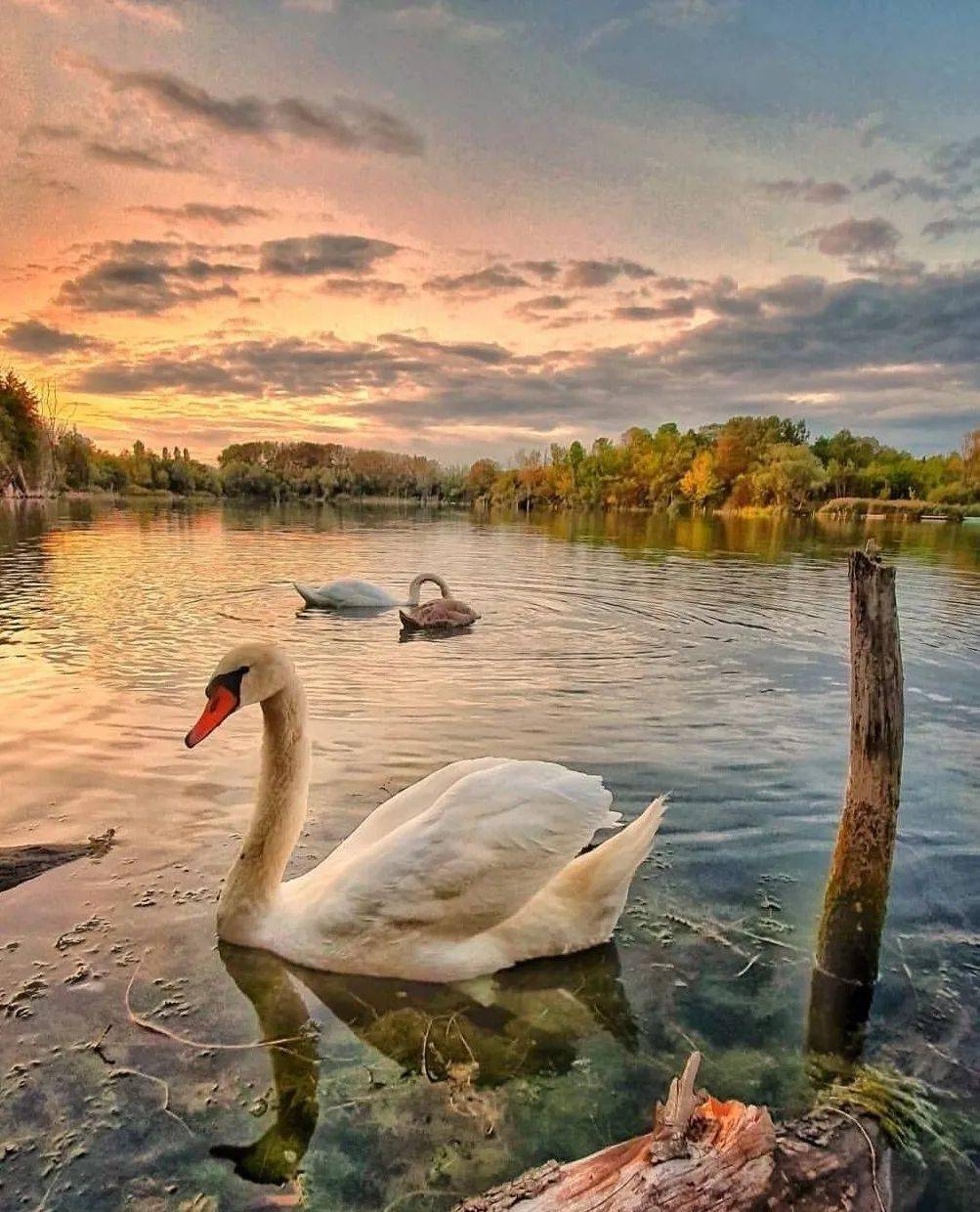 白天鹅,学名大天鹅,别名黄嘴天鹅,隶属脊椎动物门雁行目鸭科雁亚科