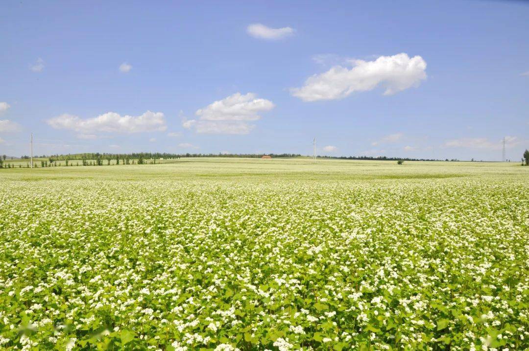 内蒙古的荞麦种植在全国具有明显的区位优势,种植面积占全国的1/3.