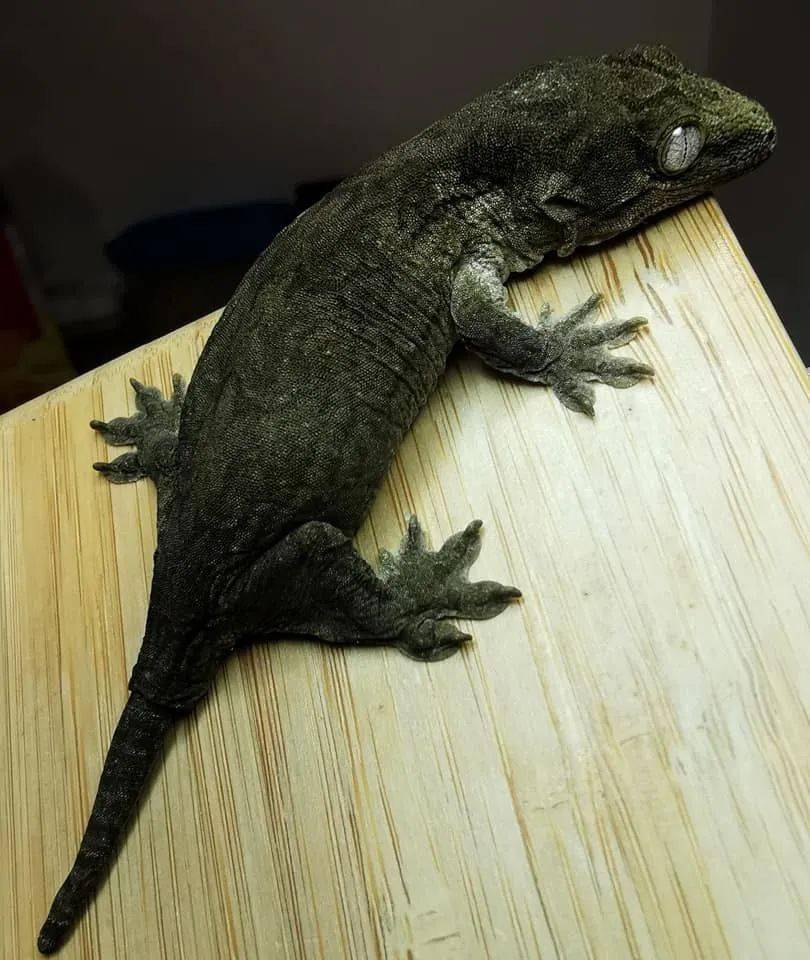 网友家的黑色系"无纹"巨人守宫,简直"无可挑剔"!_手机搜狐网