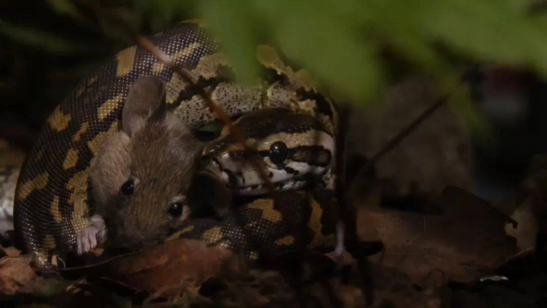 图说纪录片岩蟒女王