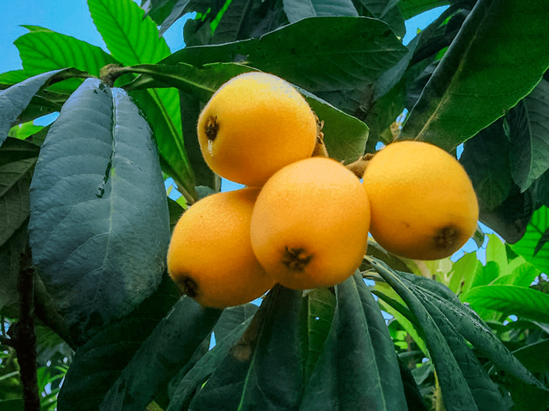 又甜又有颜,"c位出道"的云霄枇杷你pick了吗?