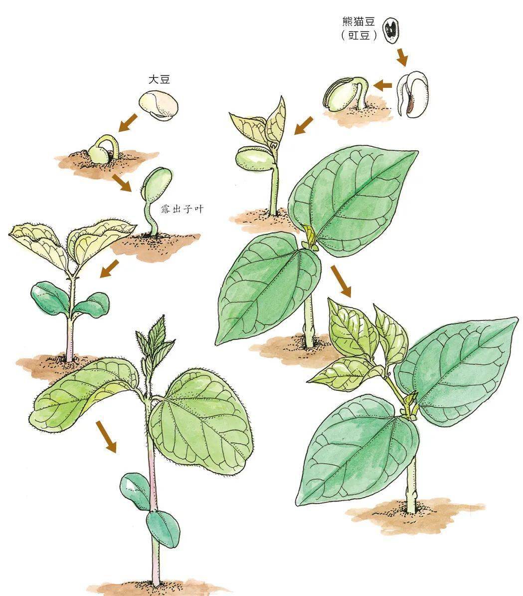 大豆种子萌发过程记录图片