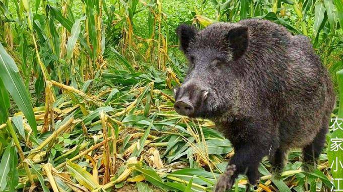 安徽农村野猪猖獗300斤重野猪狂吃玉米农民庄稼损失惨重