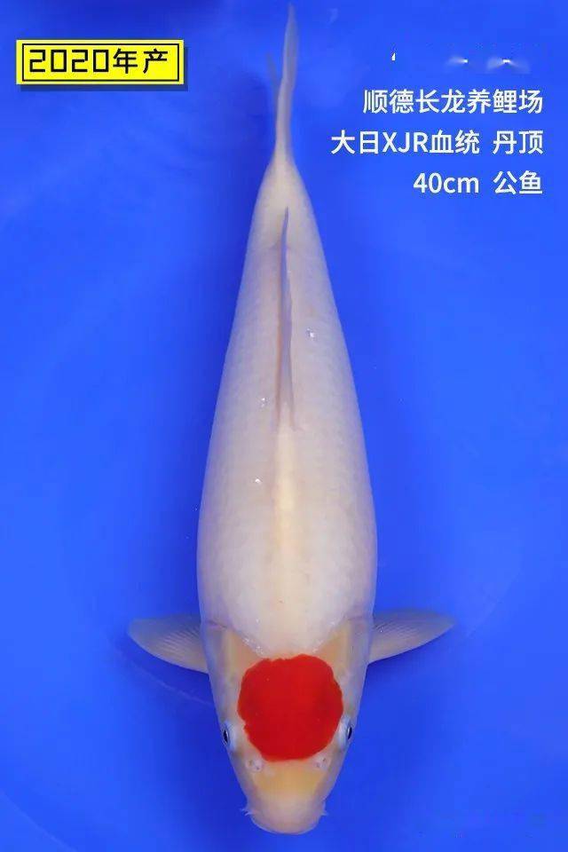 进军全国大赛|长龙养鲤场专场超级拍卖会来咯