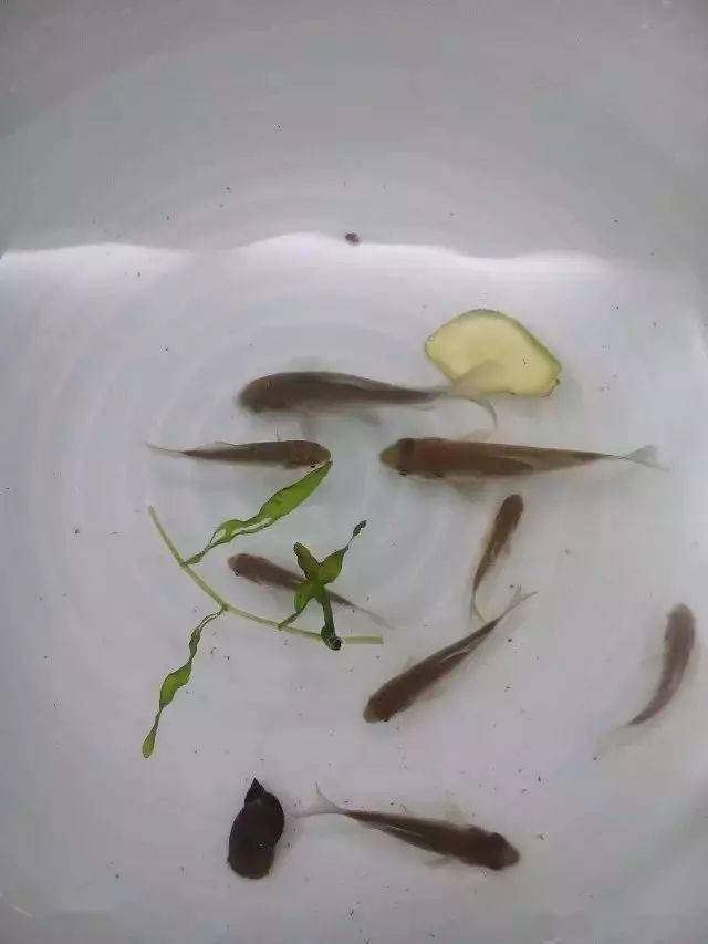 儿时捉鱼记趣,小时候这样捉过鱼的举个手!_泥鳅