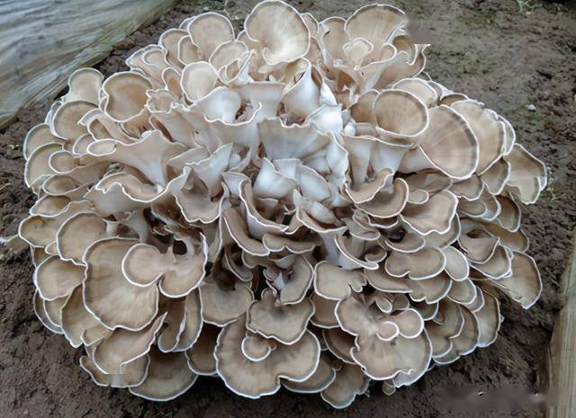 板栗树下的野味农民怕它出现却不知价值高人称华北人参