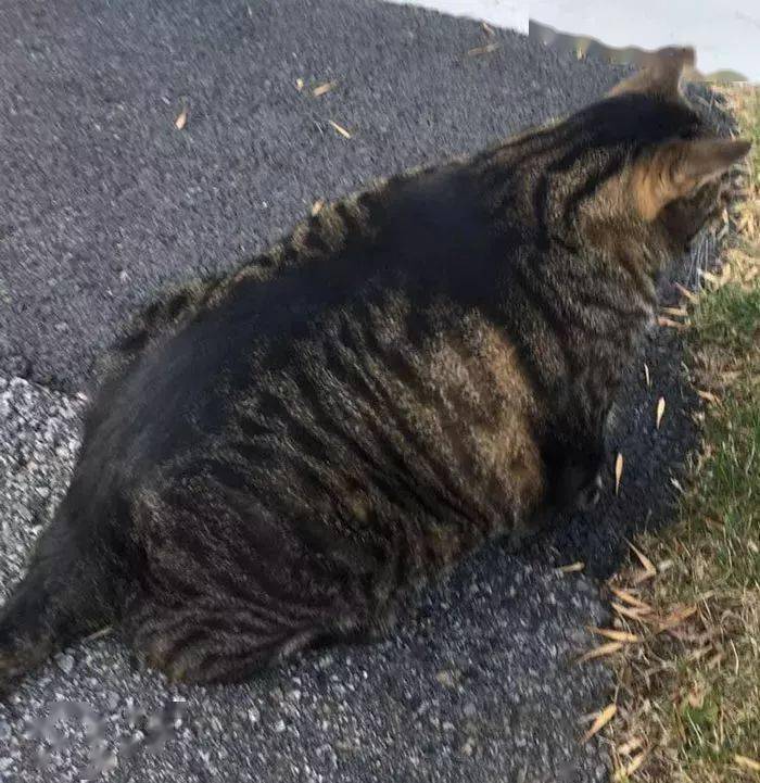 来自中国神秘的品种猫咪狸花猫