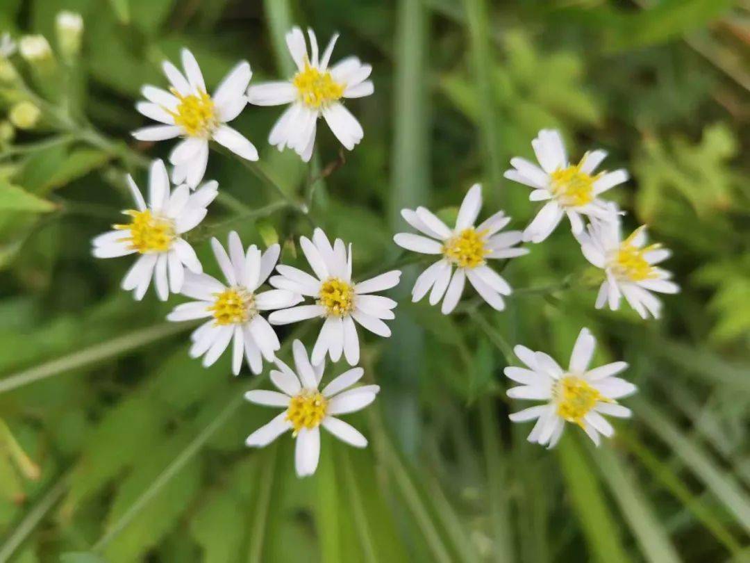 秋决沙场秋点兵对于家国情怀秋风对于落叶镰刀对于田野让一场生命的