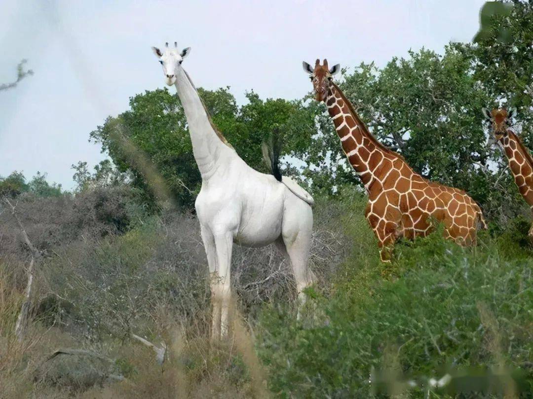 白化动物长颈鹿图片