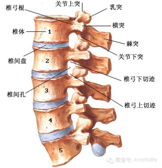 颈3椎体解剖图片