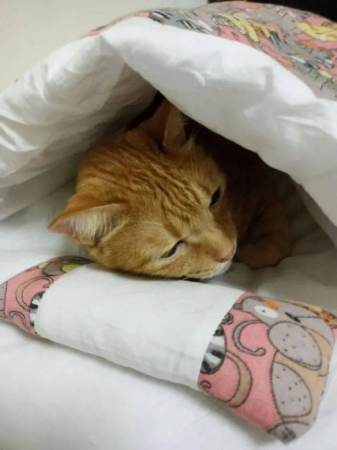 猫咪盖好被子准备睡觉,铲屎官麻烦关下灯