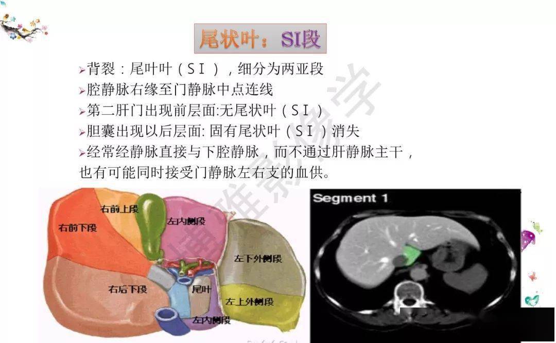 收藏丨肝臟分葉分段的影像解剖