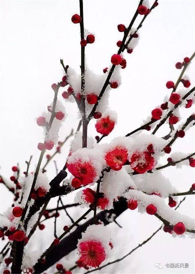 宋词里最美的雪_梅花发