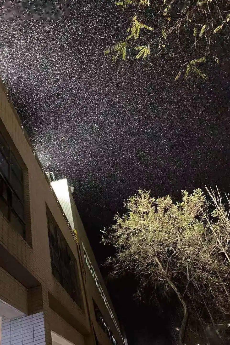 大外初雪 | 凌雪飞絮如烟,惊醒了这个冬天_雪花