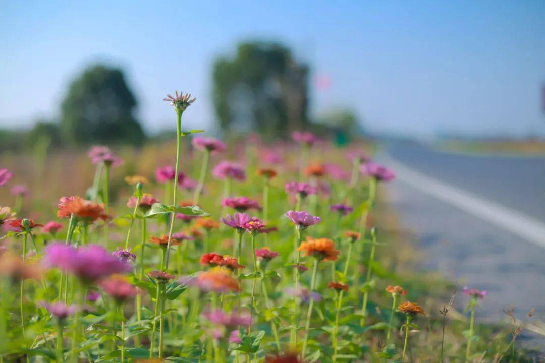 冬日里的莲荷:阳光路上,格桑花开!