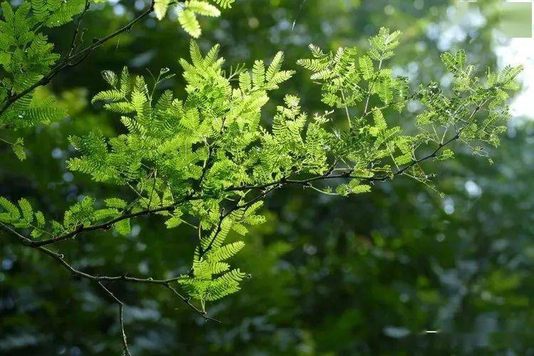 105 马占相思 acacia mangium 豆科 相思树属