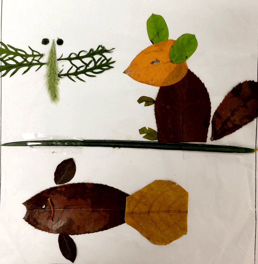 精彩课程生物培养室系列课程之仿生学植物的叶