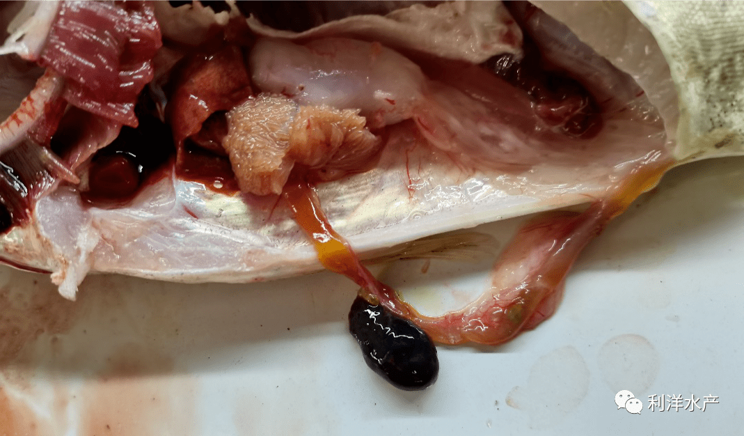 每周一例鳜鳃丝严重溃烂大量死亡
