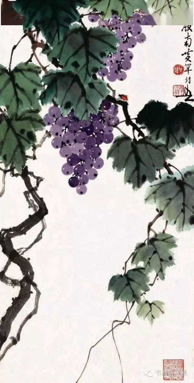 名家画葡萄酸甜可口看得口水直流