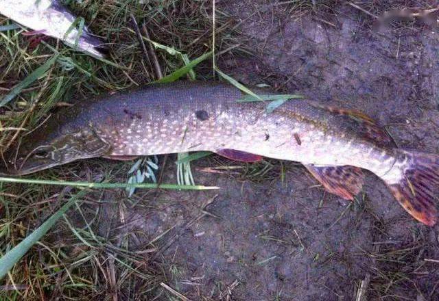 这鱼可以长到40多公斤重,活到200多岁,在我国新疆也有分布_狗鱼