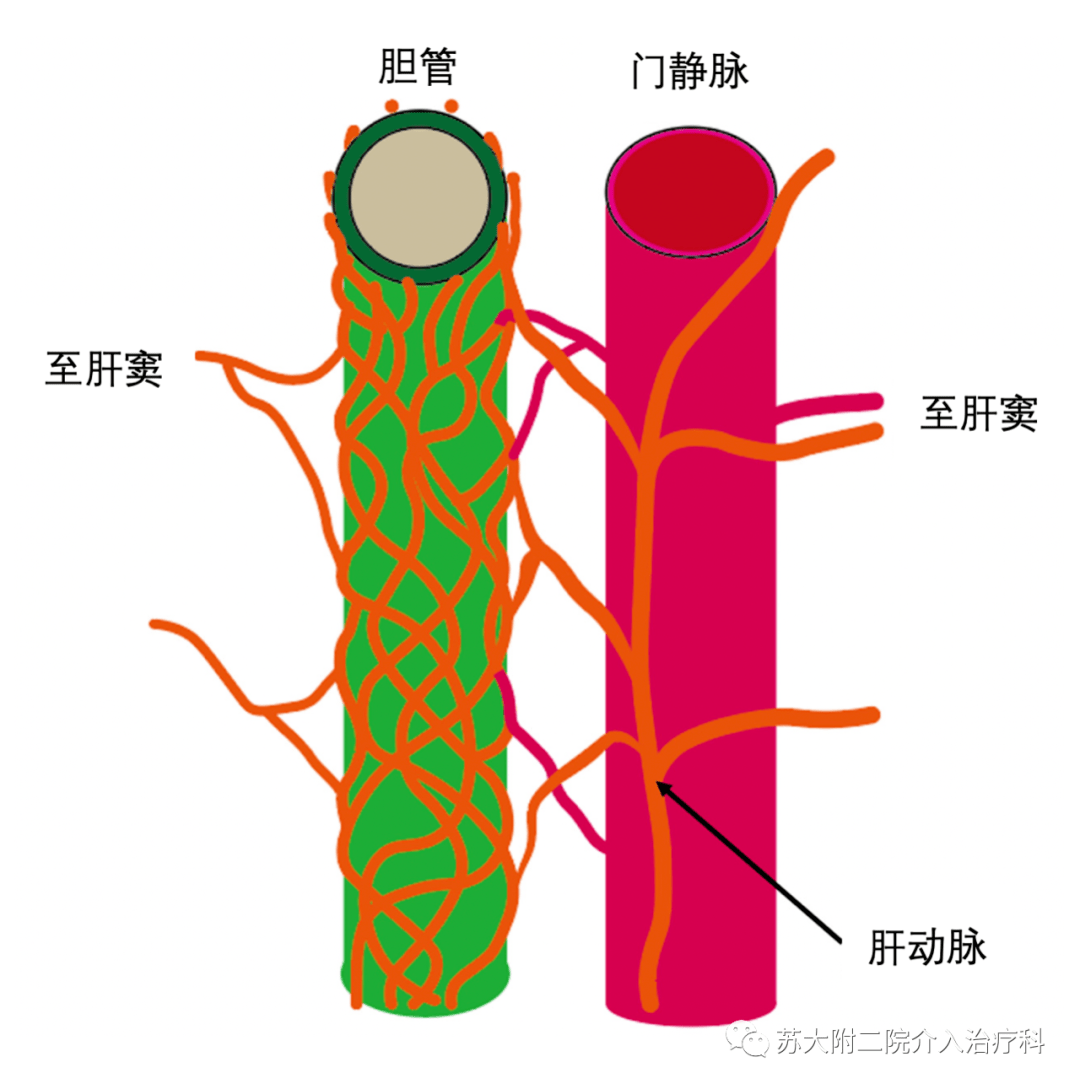 較大的肝內膽道由稱為pbp的細血管網供血和營養.