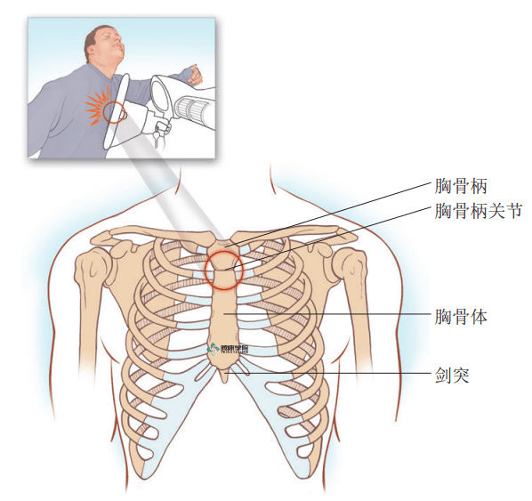 胸骨剑突的解剖图片图片