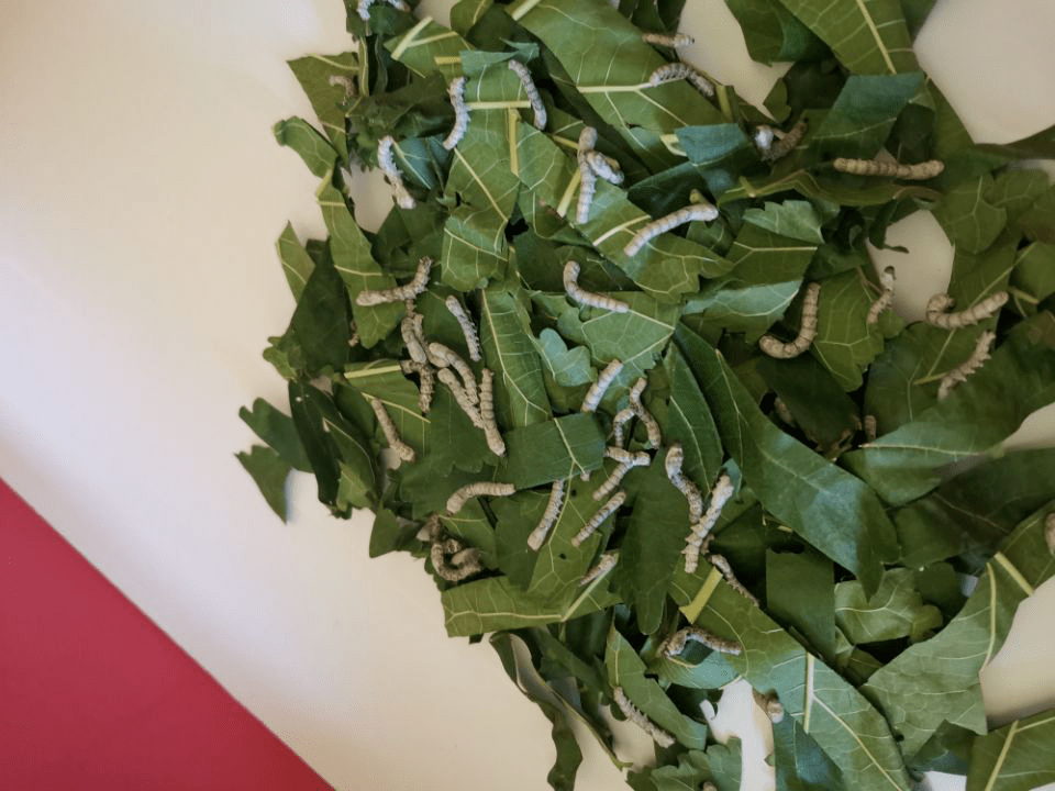 过程,培养孩子从小爱护小动物,尊重生命的情感,我园中班组开展了养蚕