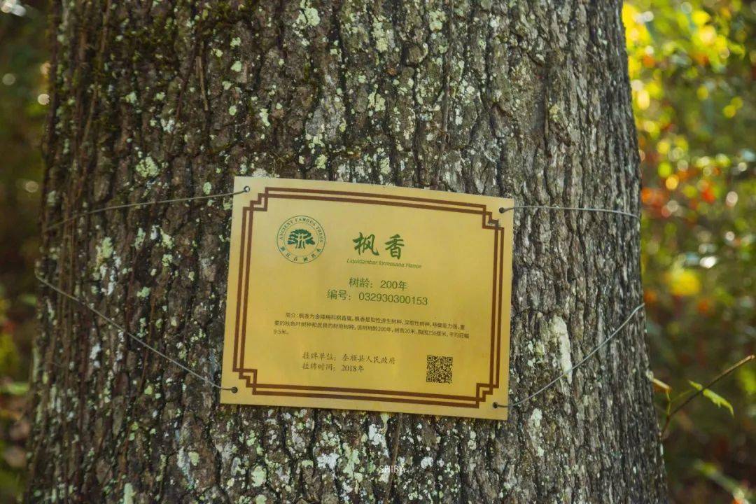 满石板路的了 走在其中 大岗岭红枫带 成群的百年枫树分布在古道两旁