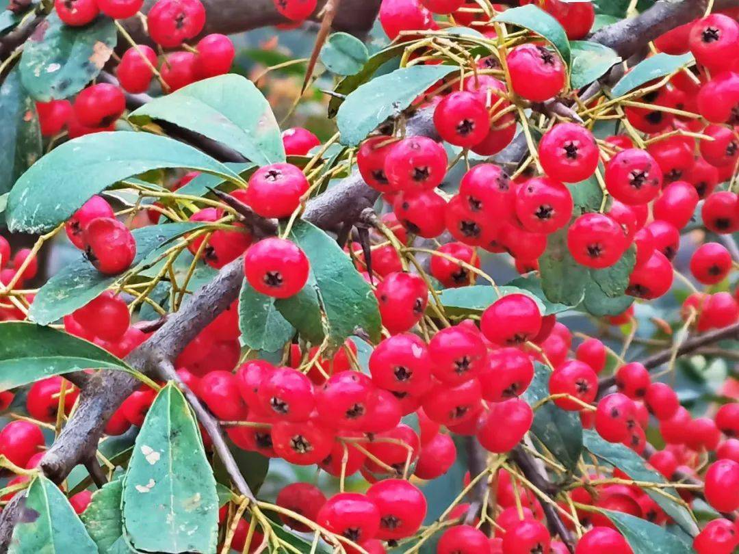 火棘红了!_手机搜狐网