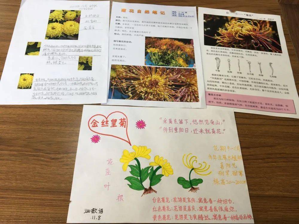 了解过后,孩子们还将每一种菊花的美好用画笔记录下来,不仅包含了菊花
