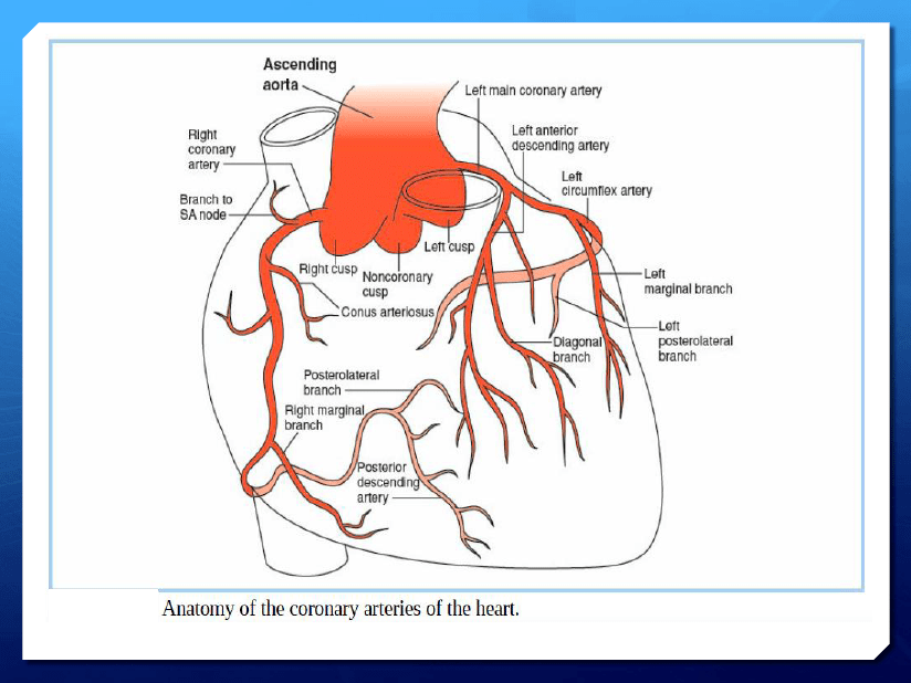 临床指南与知识更新心脏超声与心肌缺血