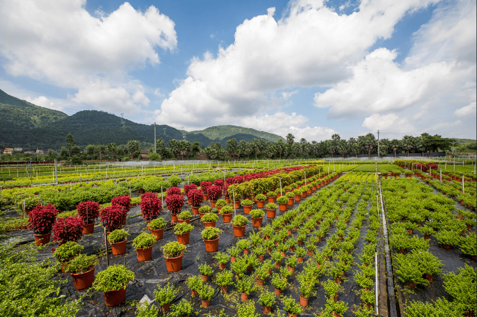 区荷城街道石洲村交通:导航搜索"石洲村"推介:旺林千色花海沙围村白坭