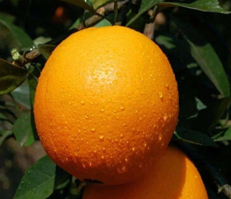 赣南脐橙年产量位居世界第二现已经为脐橙种植面积世界第一这里被誉为