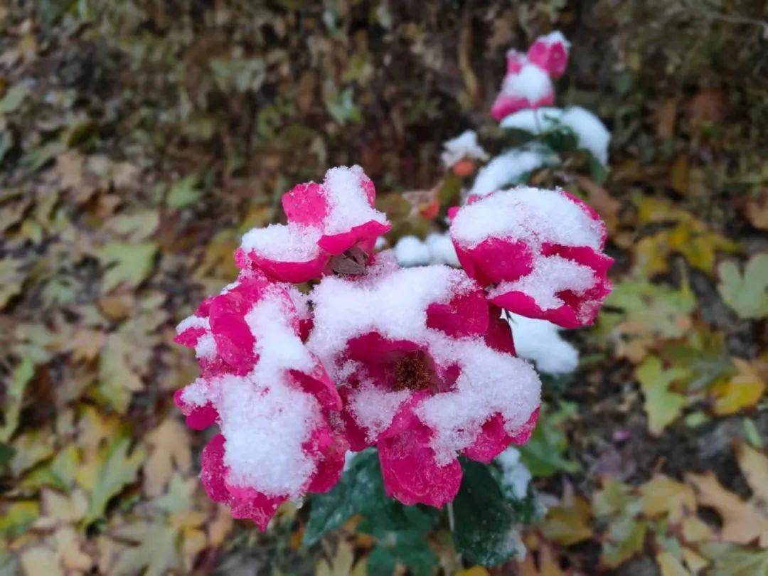 岳普湖微文化摄影雪中花