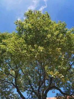 天这样蓝 树这样绿生活原来可以这样的安宁和美丽《禅意》——席慕容