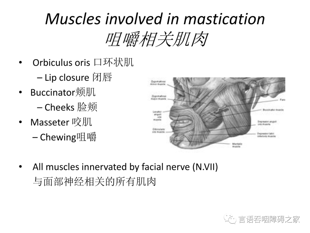 吞咽过程的肌肉运动
