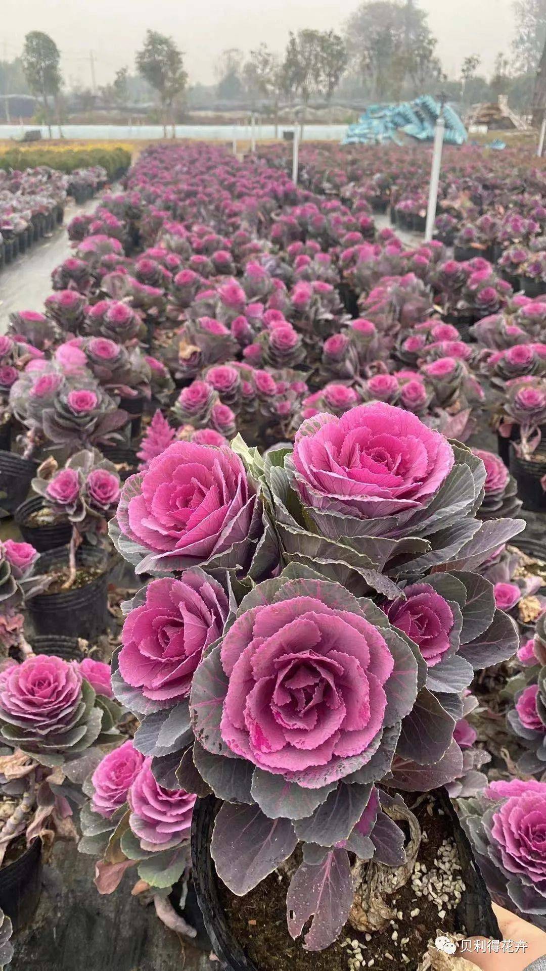 羽鹤●羽衣甘蓝-鸥●羽衣甘蓝-斑东●角堇注:花期持续到明年6月份