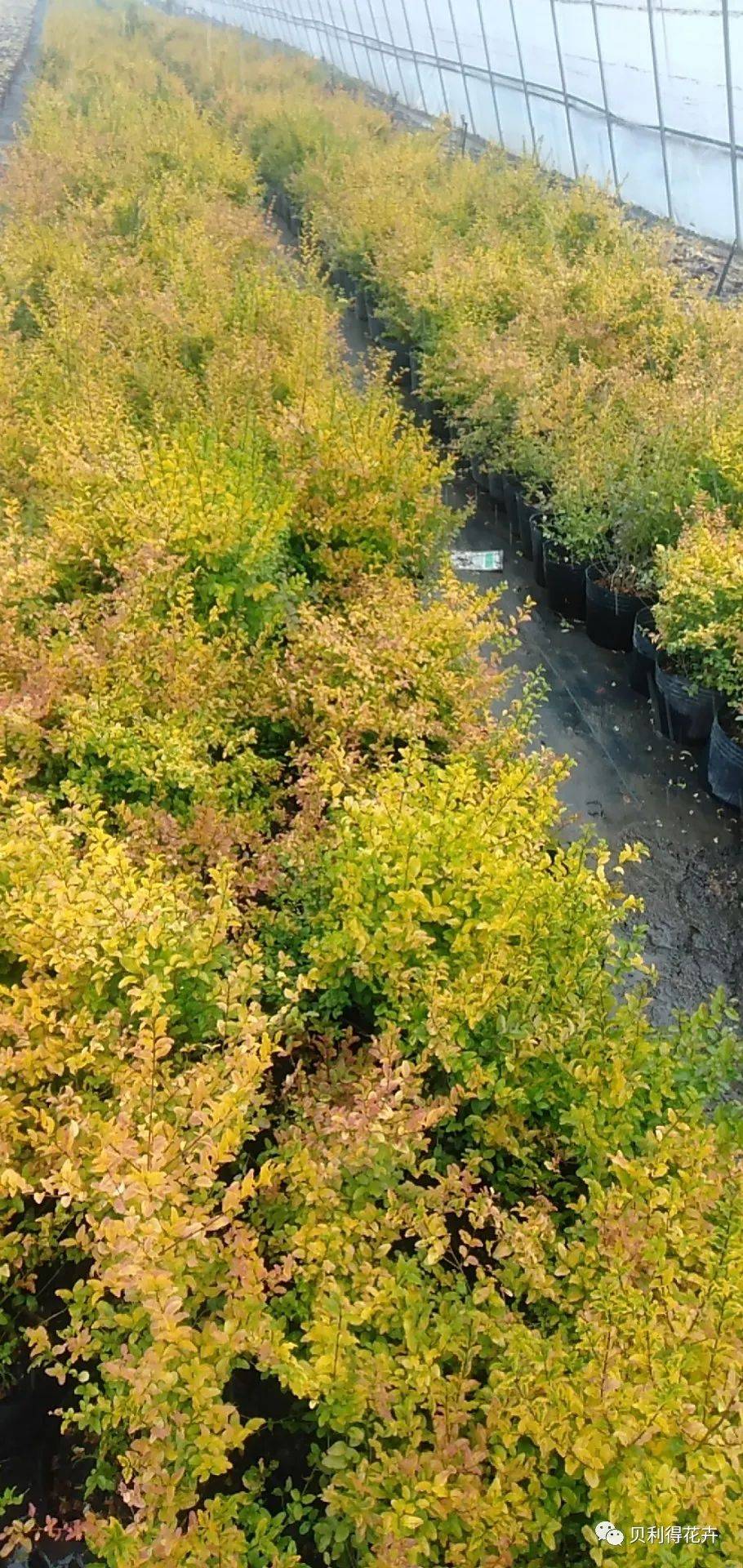 冬季可用花境,花坛植物参考