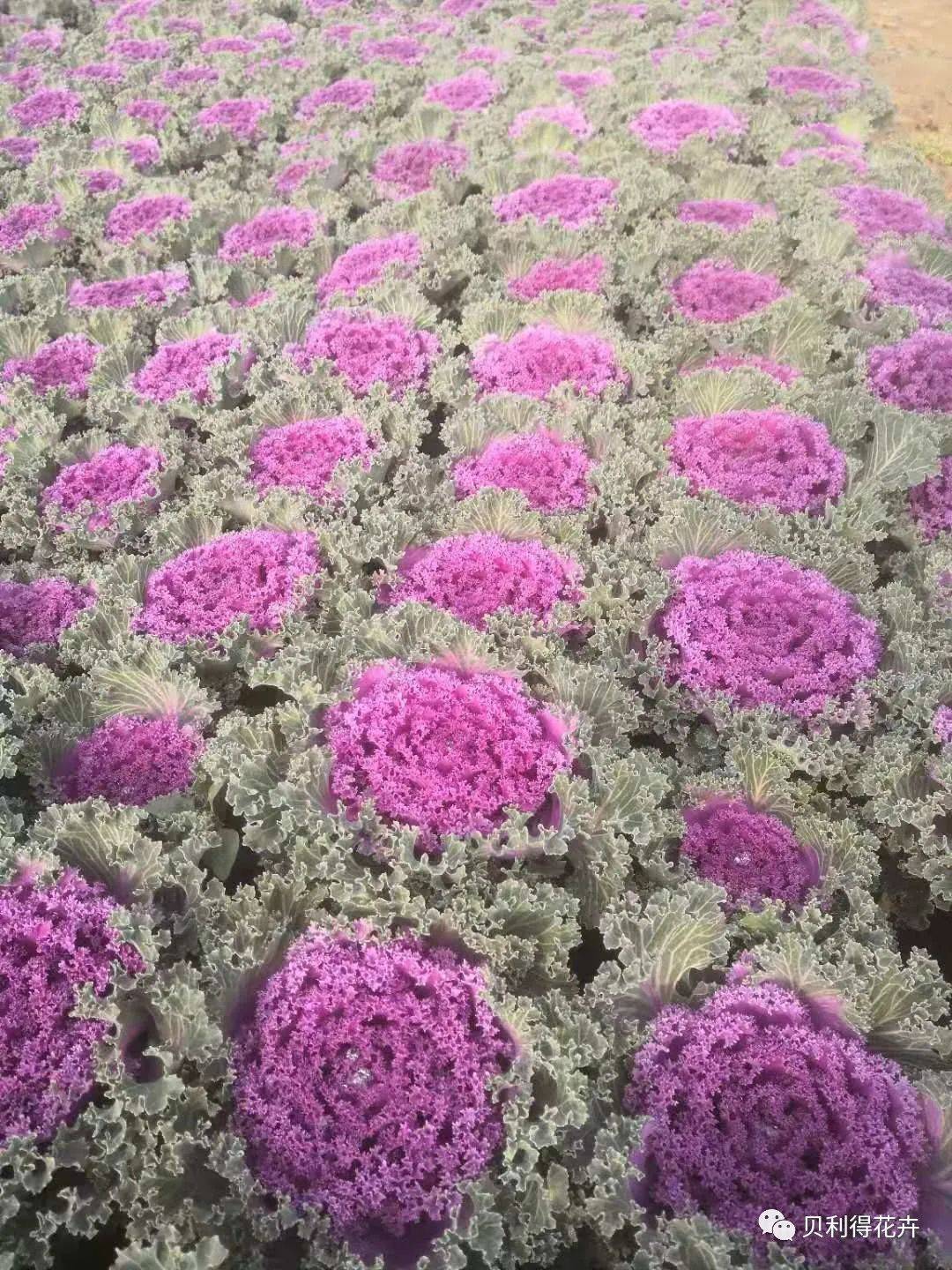 羽衣甘蓝-斑东●角堇注:花期持续到明年6月份了解更多精彩内容,纳可