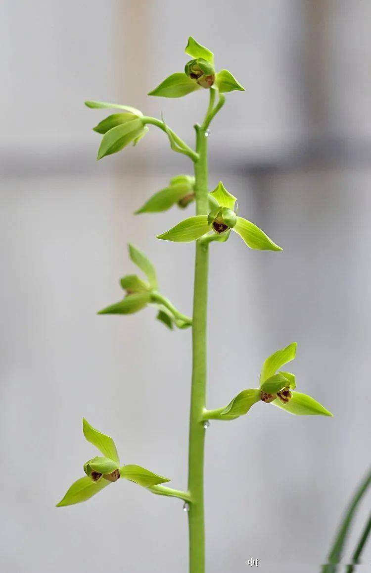 翠丰(灵巧仙)惊艳开品--只为了那份情愫_那副