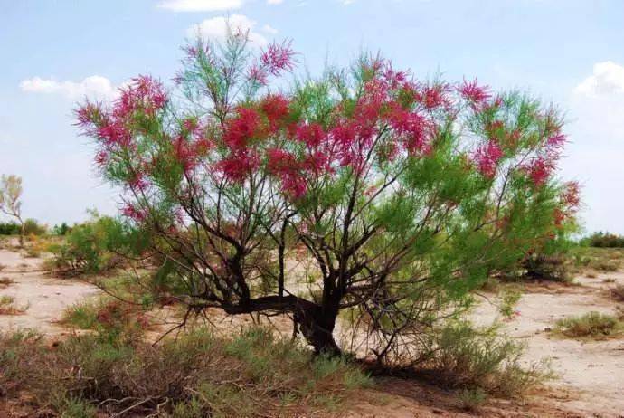 13[ chēng liǔ ]柽 柳认为这个很好读?